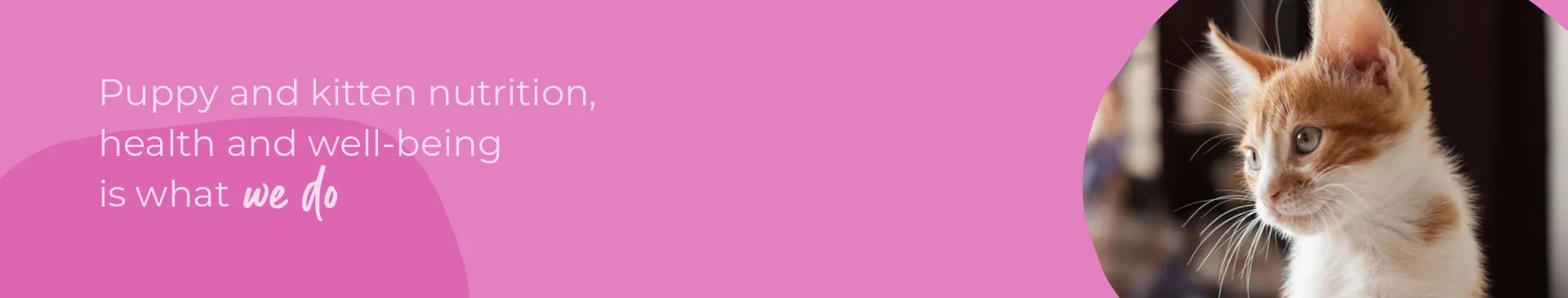 Start of Life for Your Puppy or Kitten