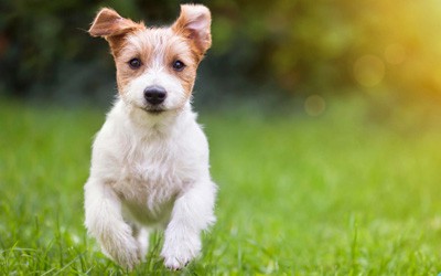 Seven interesting dog facts for you to ponder