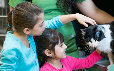 Adopt a pet - save a life