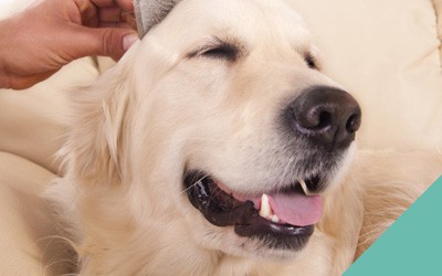 Advice on grooming your cat or dog at home