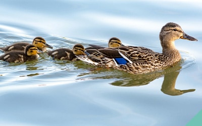 Advice on helping injured wildlife in the summer