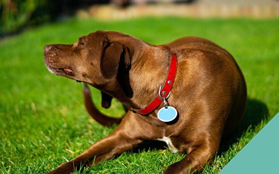 Bacterial skin infections in dogs