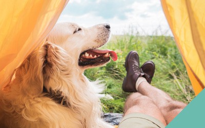 Camping with your dog