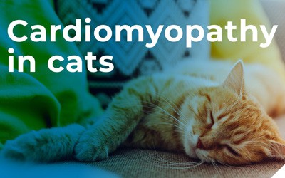Cardiomyopathy in cats