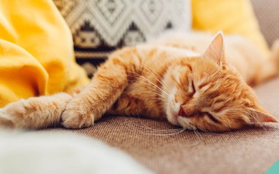 Diabetes Week - 8 to 14 June 2020