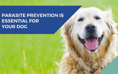 Flea, tick and worm prevention for dogs