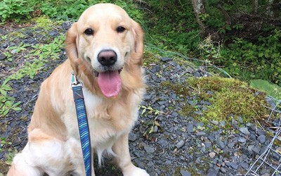 Focus on Osteoarthritis in dogs