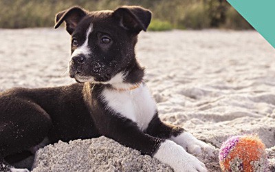 Going to the beach with your dog this summer?