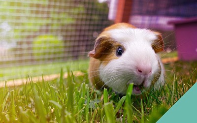 Guinea pig space requirements