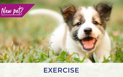 Hawick Vets discuss exercising your puppy and kitten
