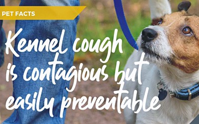 Hawick Vets discuss kennel cough myths and facts