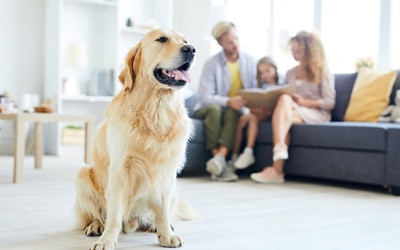 Helping your pet adjust to home life changes in Hawick