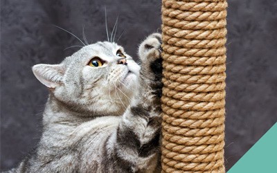 How to choose a scratching post for your cat