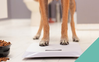 How to ensure your dog is a healthy weight
