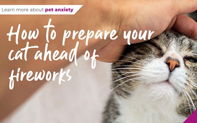 How to prepare your cat ahead of fireworks season