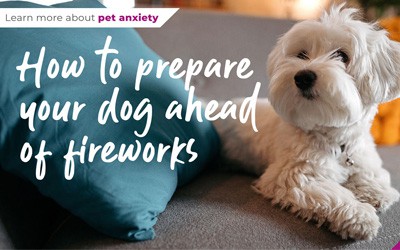 How to prepare your dog ahead of fireworks season