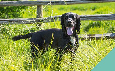 How to tackle ticks during the warmer months