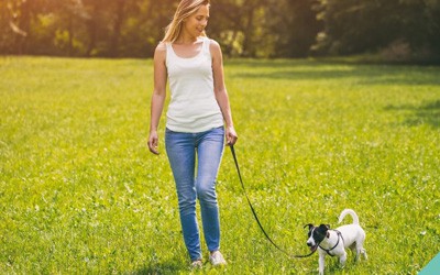 How to teach your dog to walk on a lead