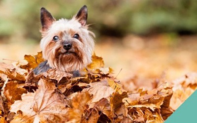 Keeping your pet safe this autumn