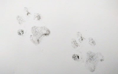 Losing a pet during COVID-19