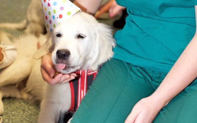 May is Veterinary Nursing Awareness Month