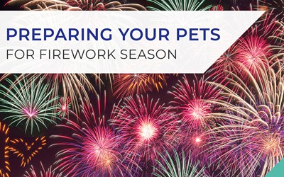 Preparing your pet for firework season in Hawick