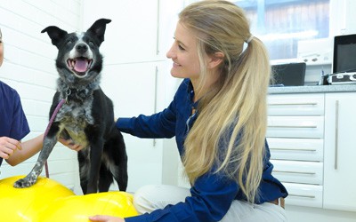 Senior Pets Physiotherapy