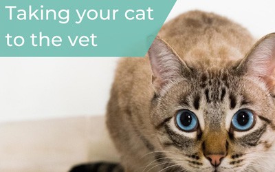 Taking your cat to the vets