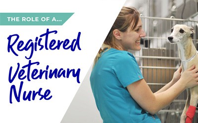 The role of a veterinary nurse in Hawick