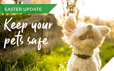 The weekend of chocolate & treats – keeping our pets safe