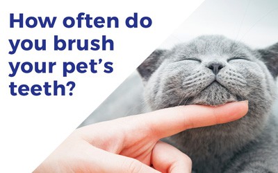 Tooth Brushing Guide for Small Animals
