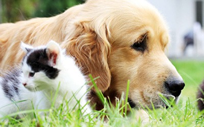 Top 10 hazards to watch out for this summertime to protect your pets