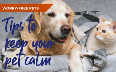 Top tips to calm your anxious and stressed pet