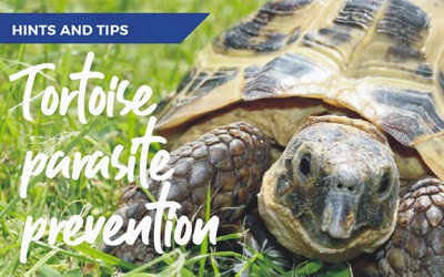 Tortoise parasite prevention