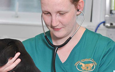 Veterinary Nurse Awareness Month Nurse Profile – Vanessa McClure