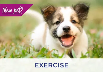 Hawick Vets discuss exercising your puppy and kitten