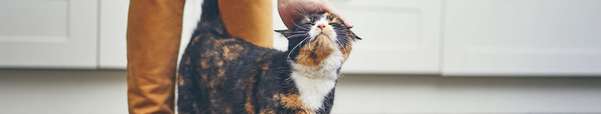 Cat Post Operative Care and Prevention of Dental Disease